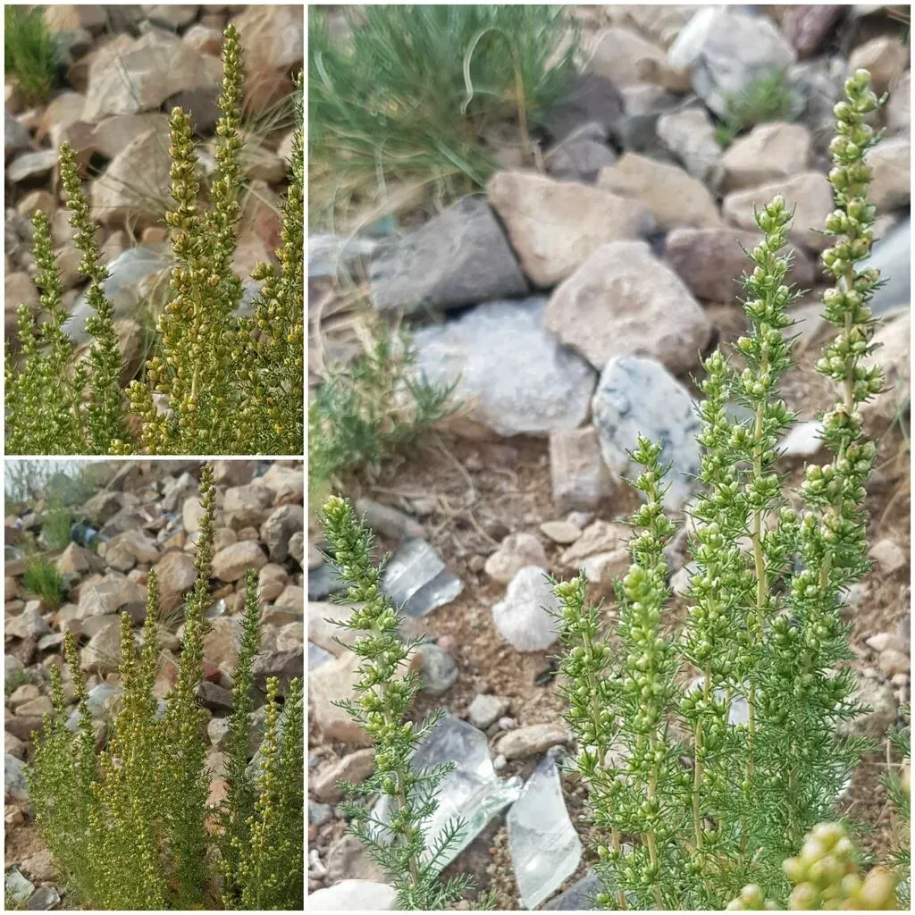 Neopallasia Pectinata