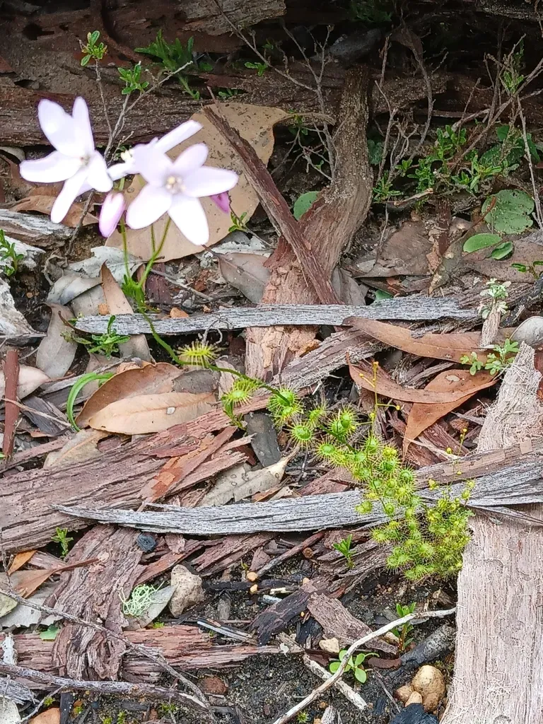 Drosera Marchantii