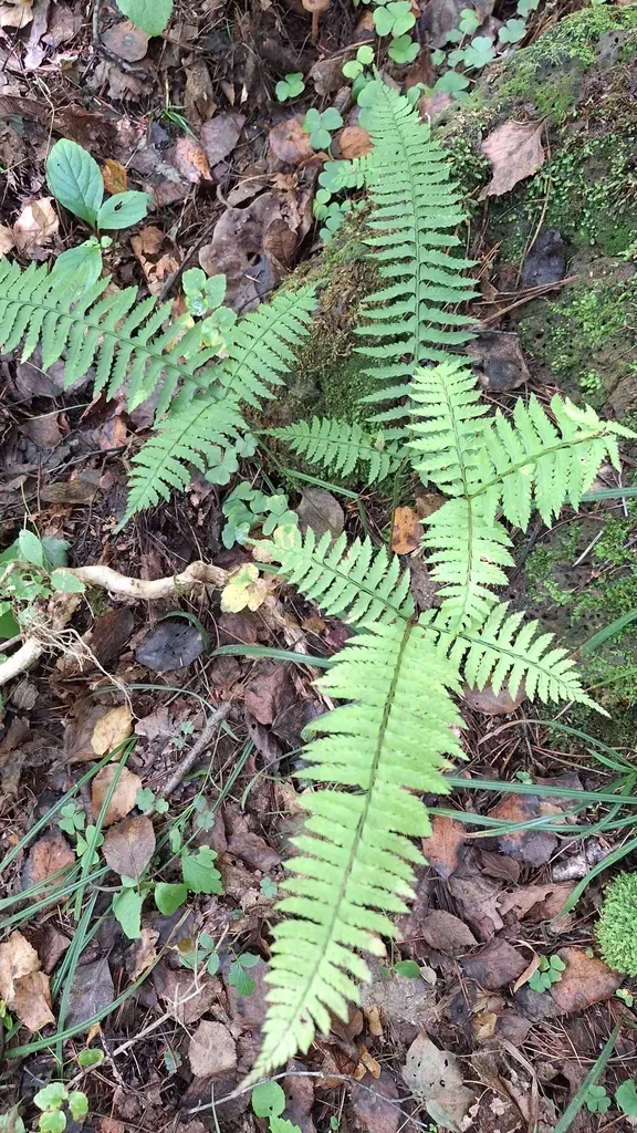 Polystichum Subtripteron