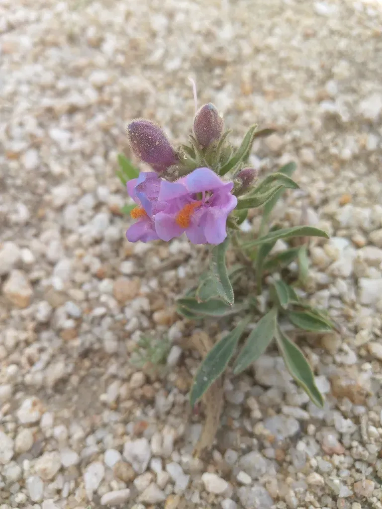 Janish's Beardtongue