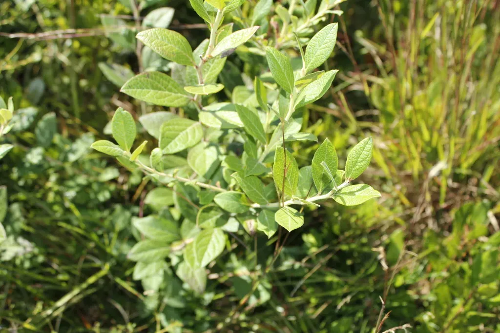 Black Highbush Blueberry