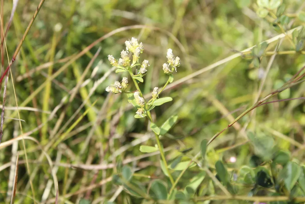 Narrowleaf Whitetop Aster
