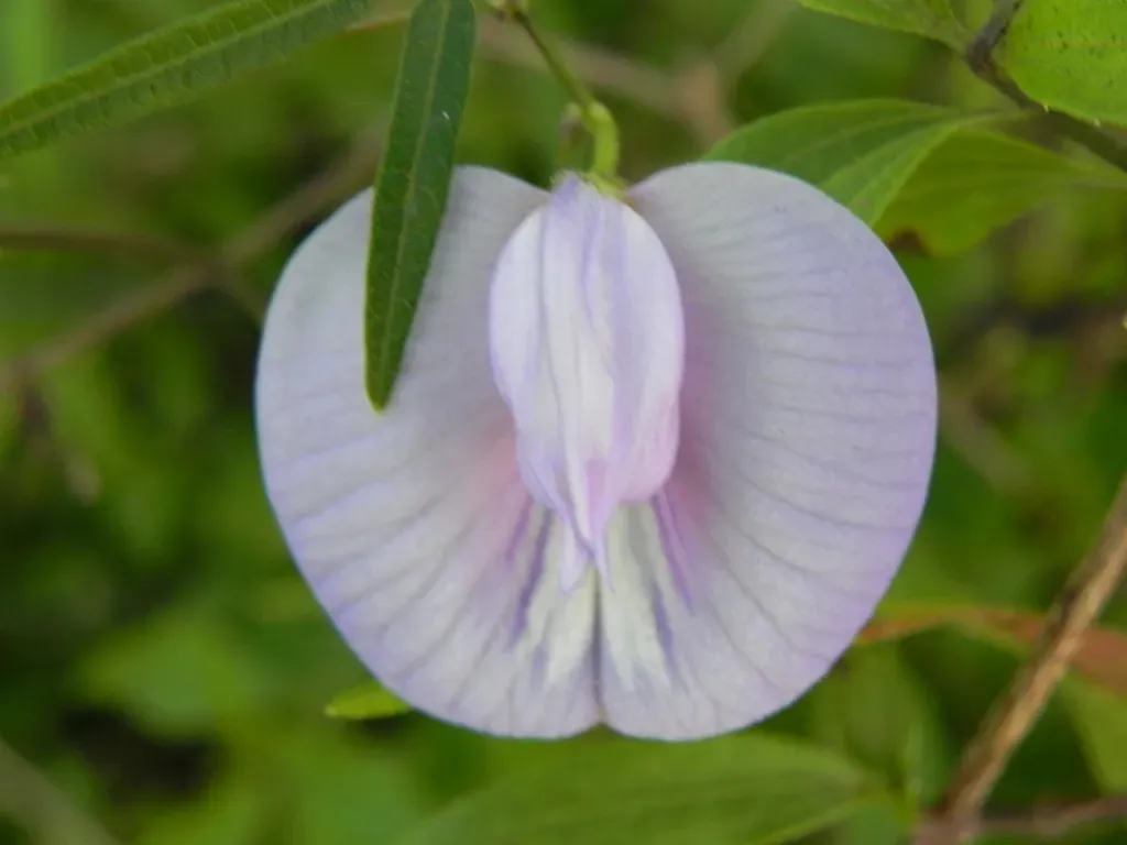 Centrosema Angustifolium