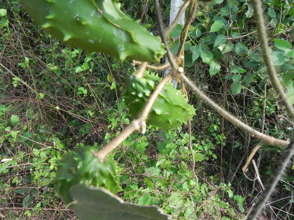 Schubertia Grandiflora