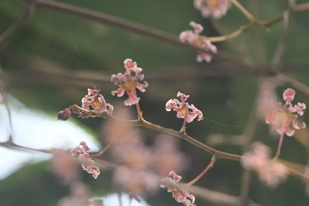 Trichocentrum Oerstedii