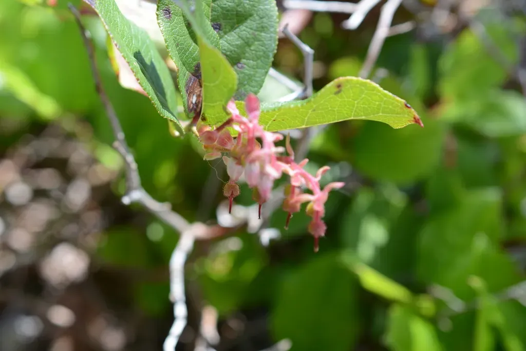 Salal