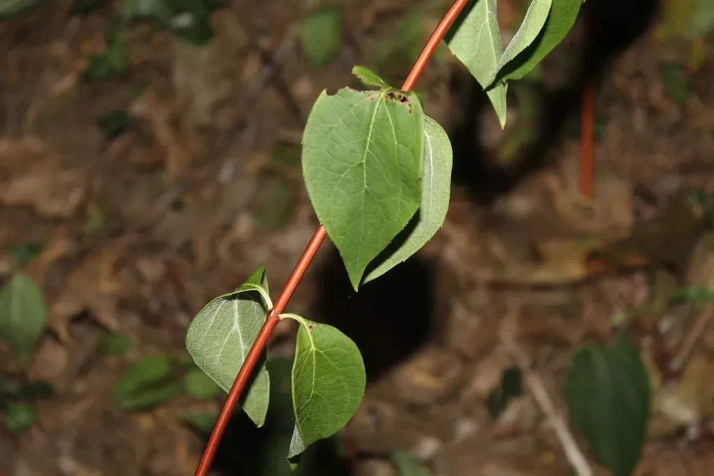 Appalachian Mock-orange