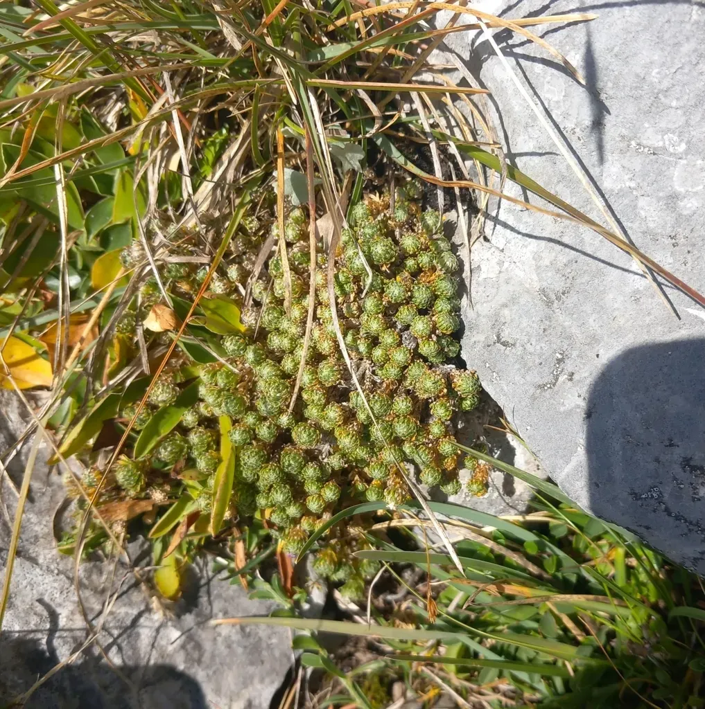 Pyrenean Whitlow Grass