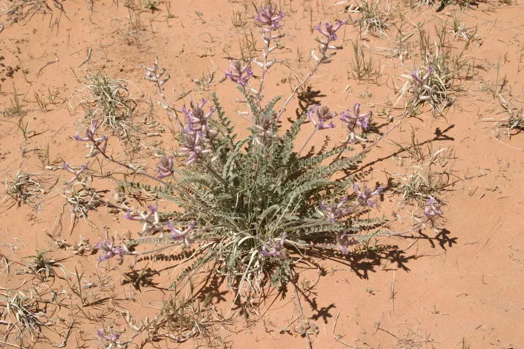 Woolly Locoweed