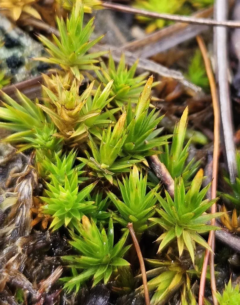 Long-stalked Haircap Moss