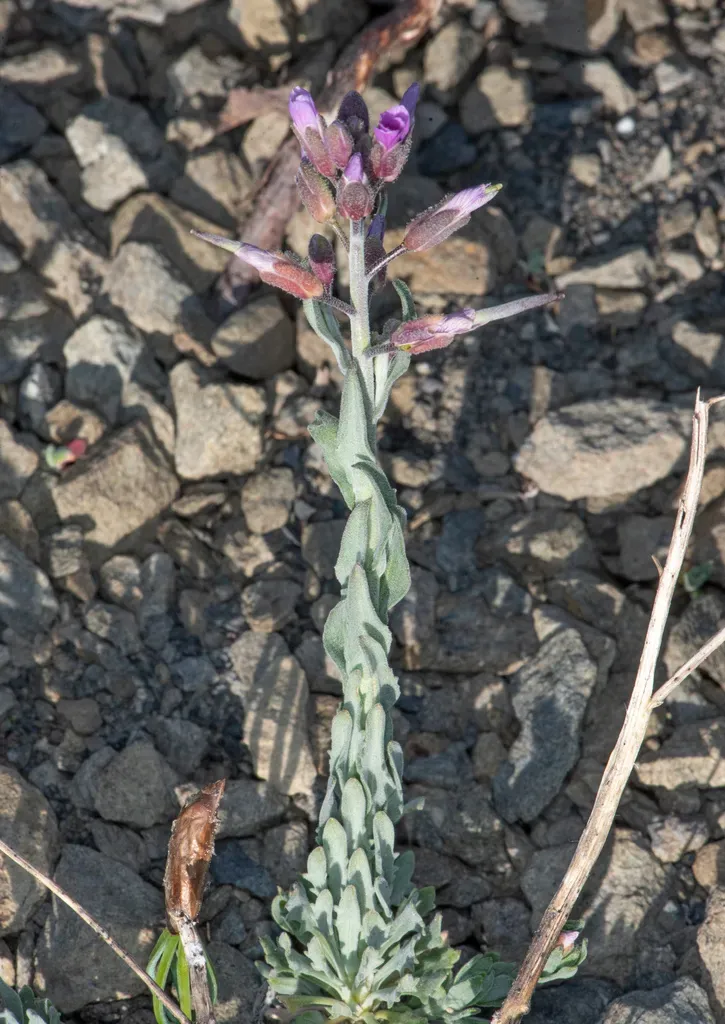 Klamath Rockcress