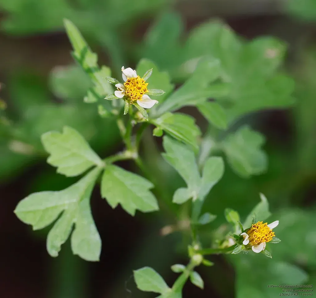 Bigelow's Beggarticks