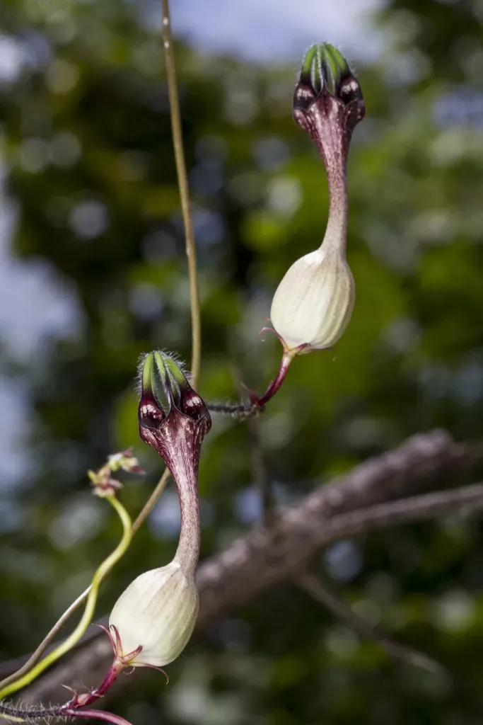 Ceropegia Oculata