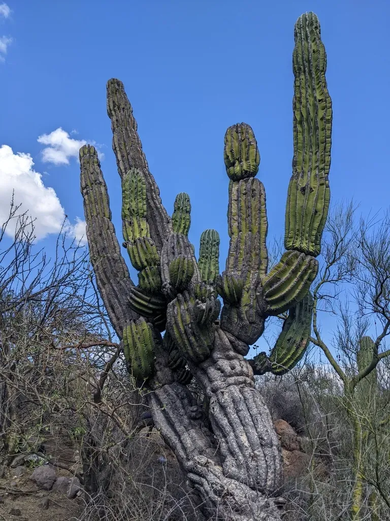 Mexican Giant Cardon