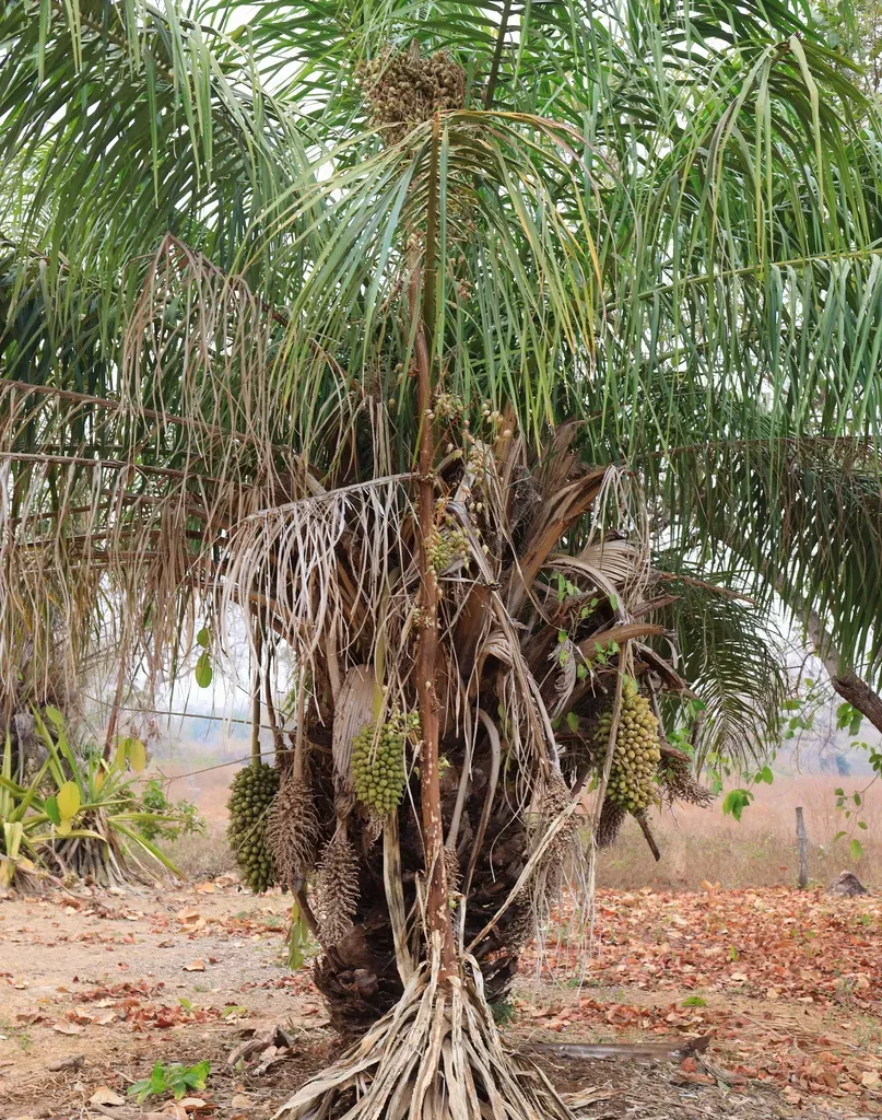 Motacú Palm