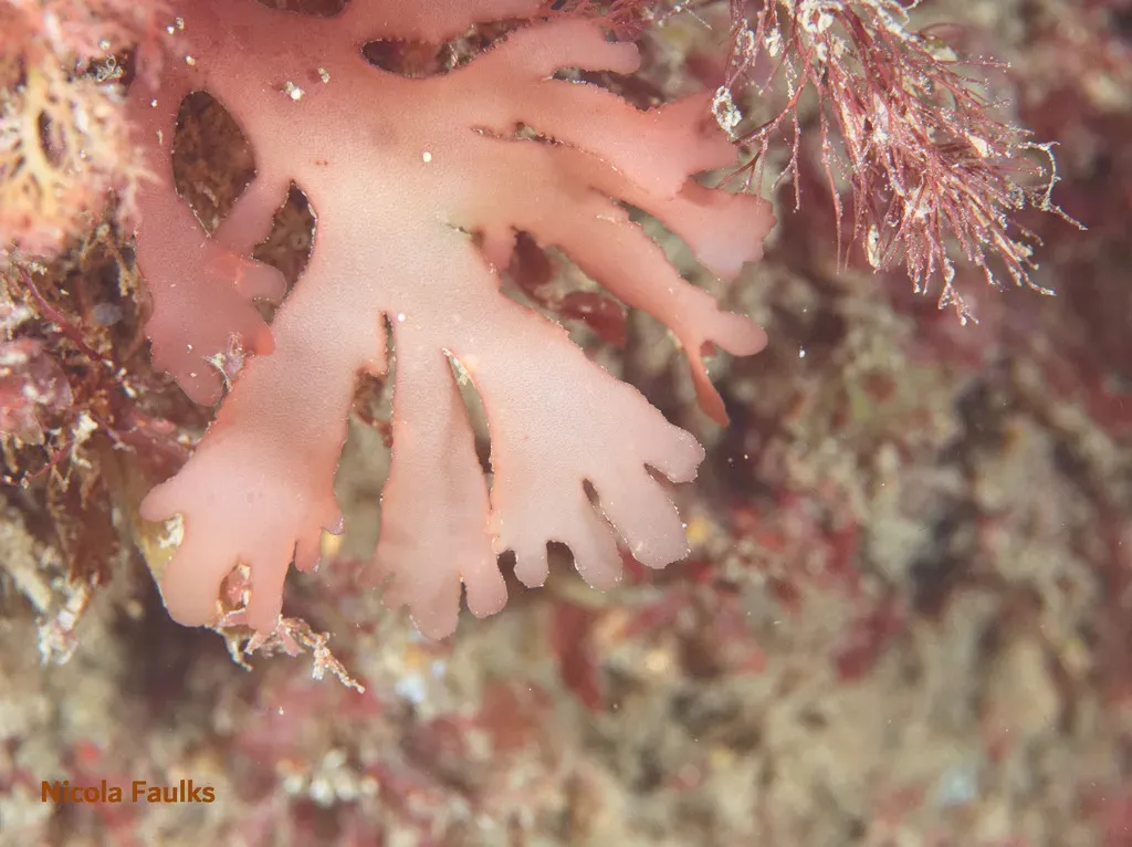 Metacallophyllis Laciniata