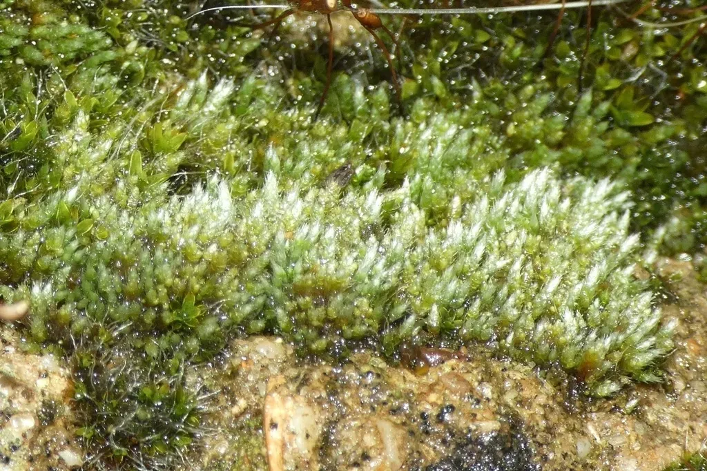 Silvergreen Bryum Moss