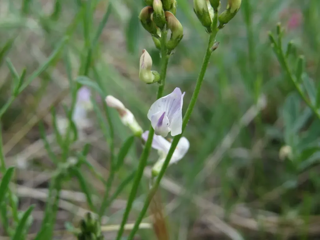 Timber Milkvetch