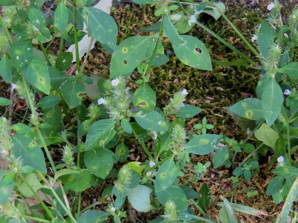 Rostellularia Procumbens