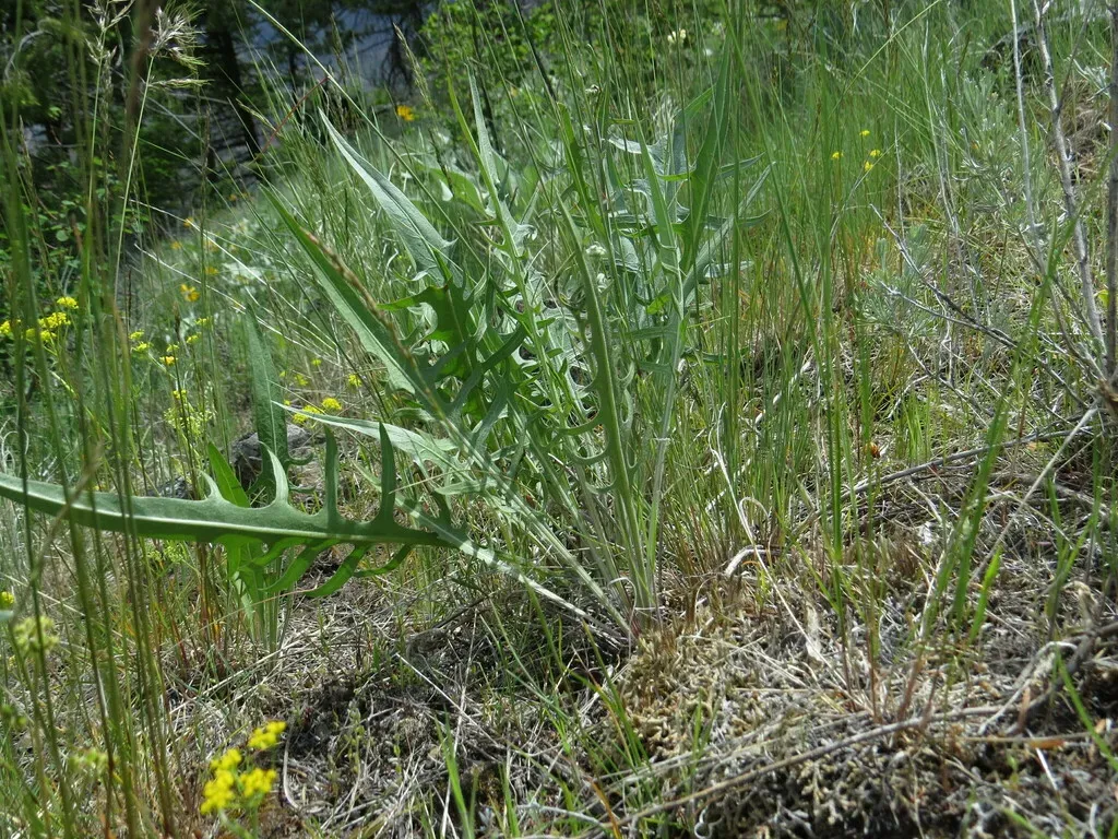 Slender Hawksbeard