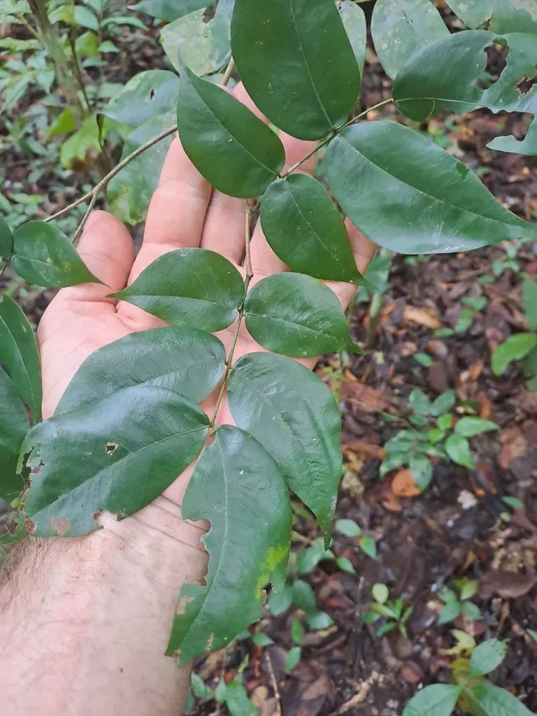 Copaifera Aromatica