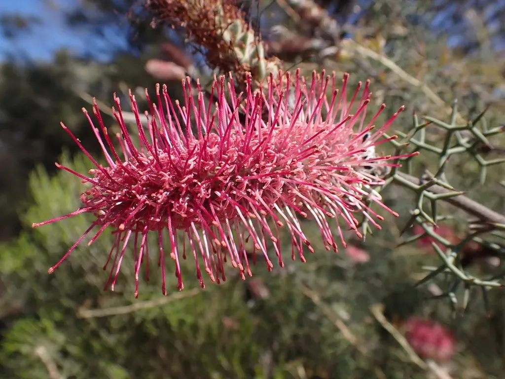 Bottlebrush Grevillea