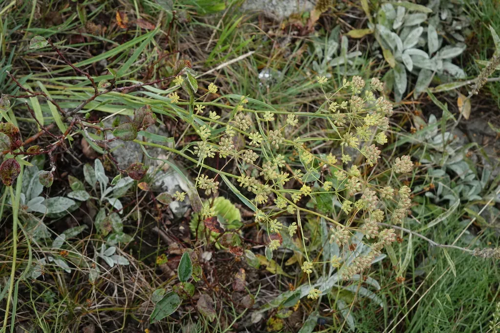 Bupleurum Bicaule