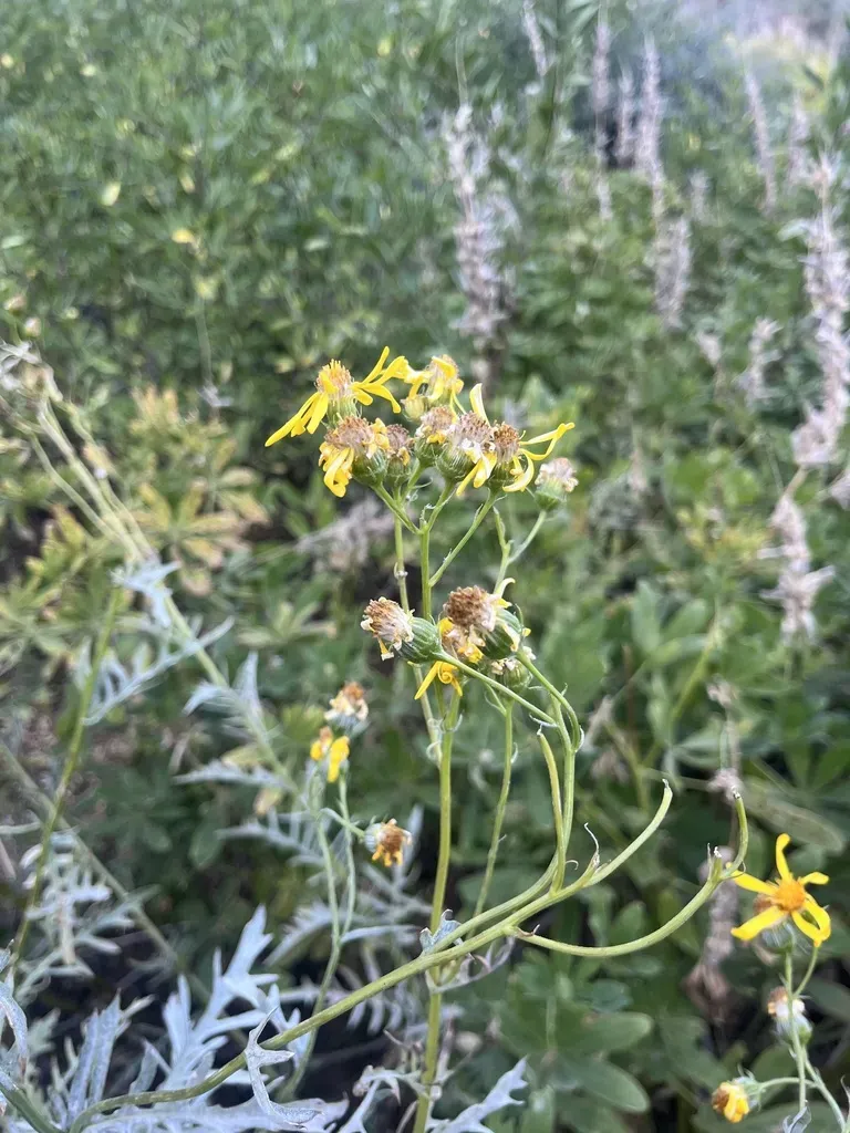 Clark's Ragwort