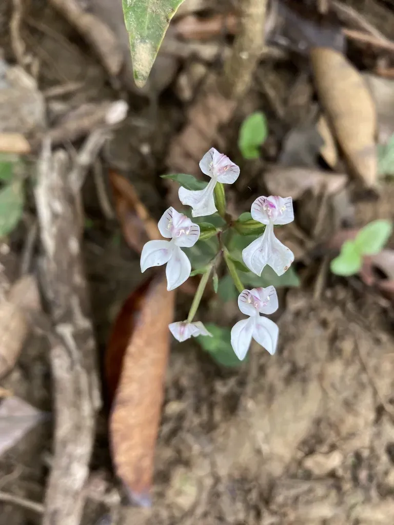 Disperis Oppositifolia