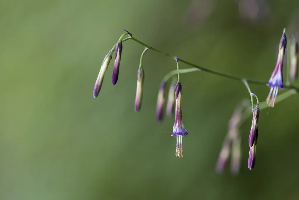 Notoseris Melanantha