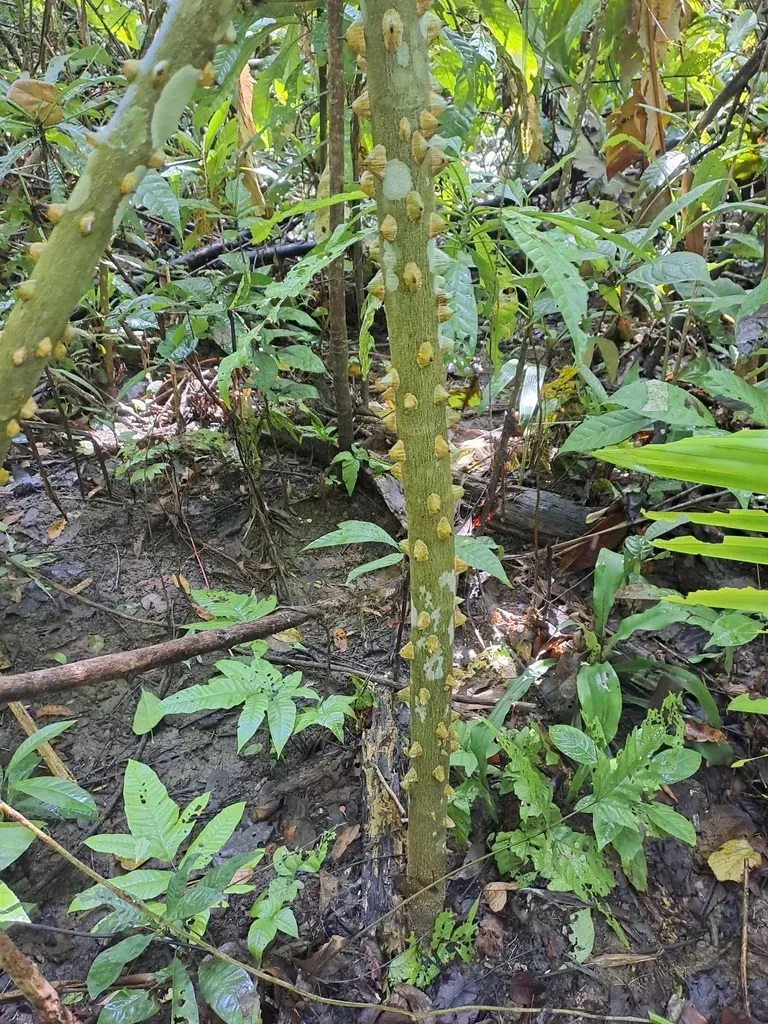 Zanthoxylum Setulosum