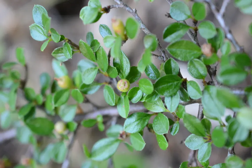 Rockspray Cotoneaster