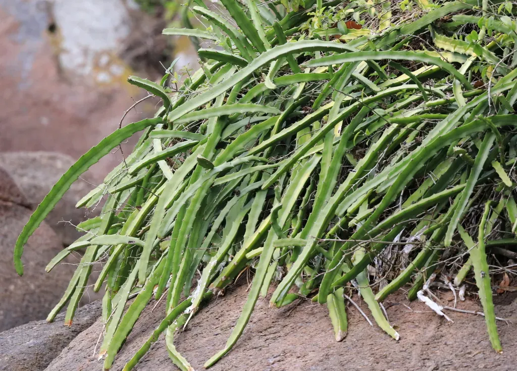 Selenicereus Setaceus