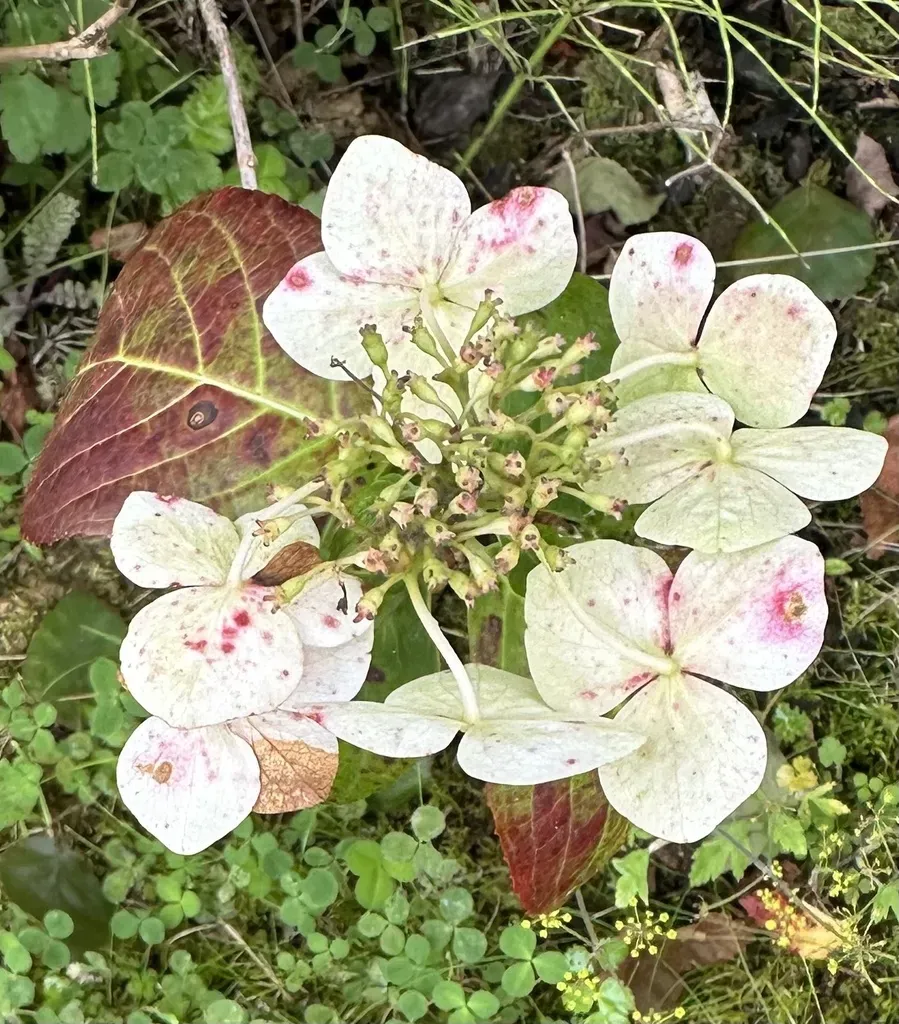 Bigleaf Hydrangea