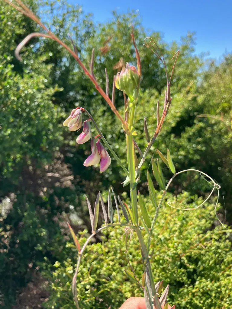 Delta Tule Pea