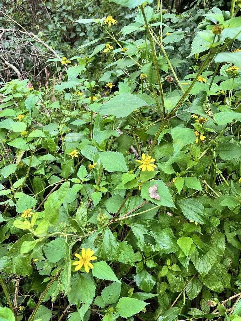 Melanthera Latifolia