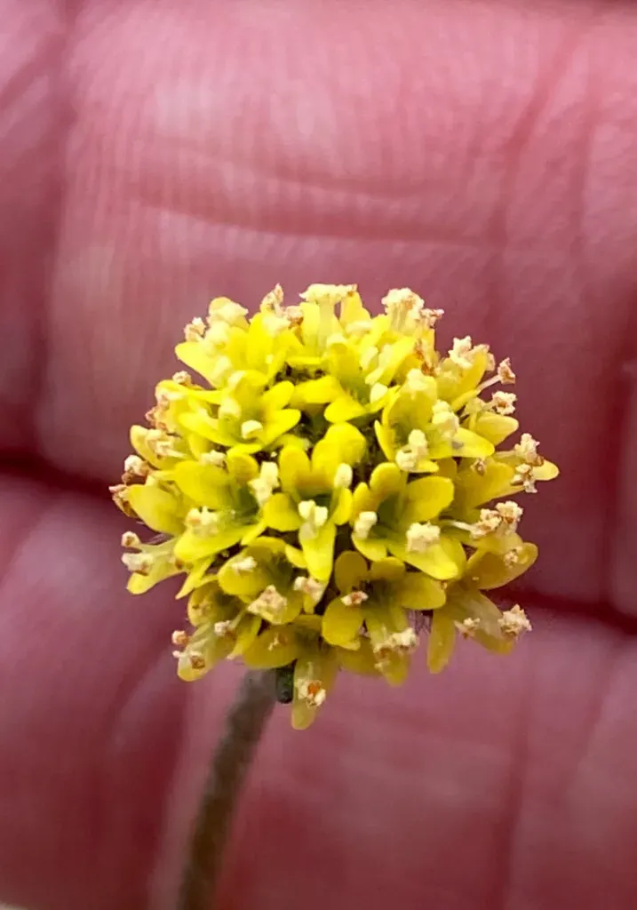 Phyllopodium Heterophyllum