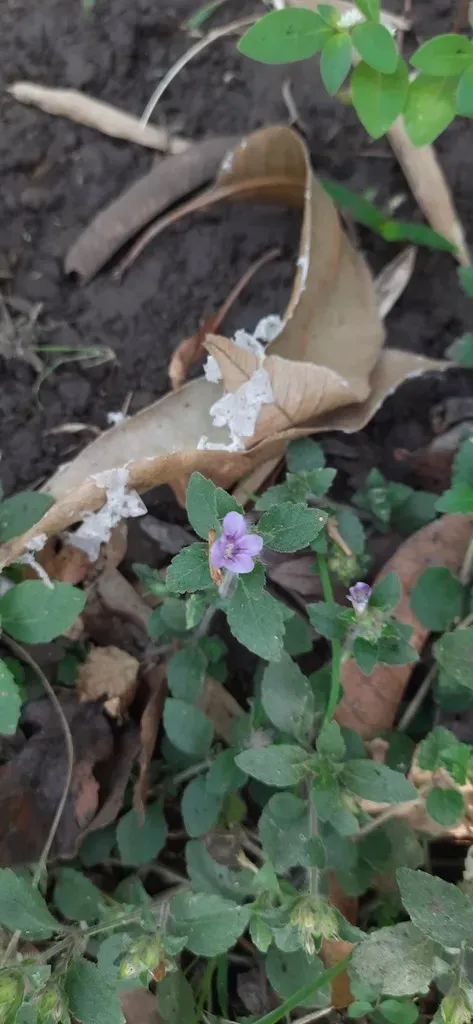 Shade Loving Coneflower