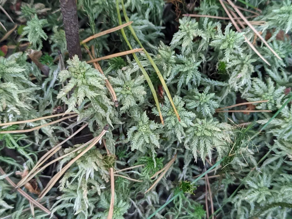 Central Sphagnum Moss