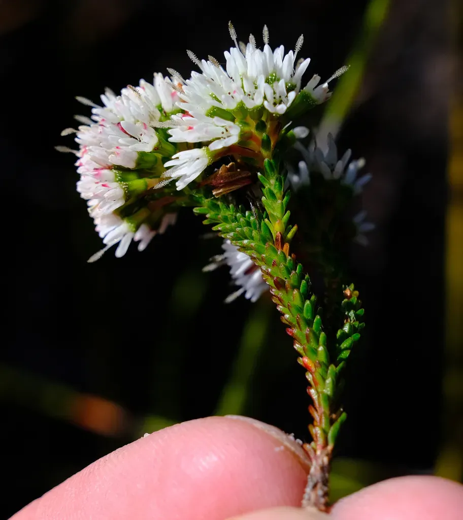 Darwinia Diosmoides