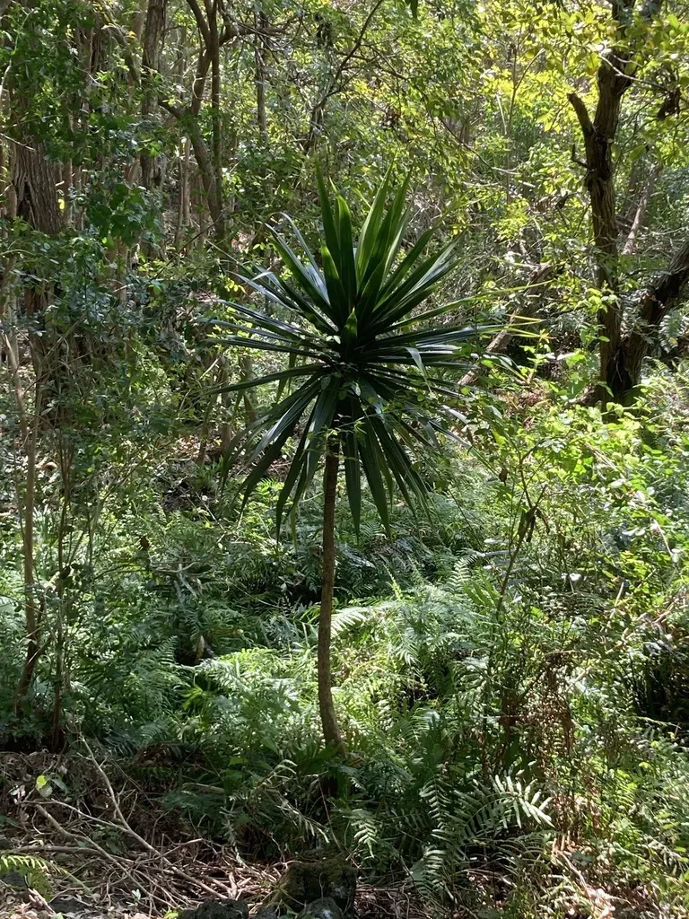 Dracaena Concinna