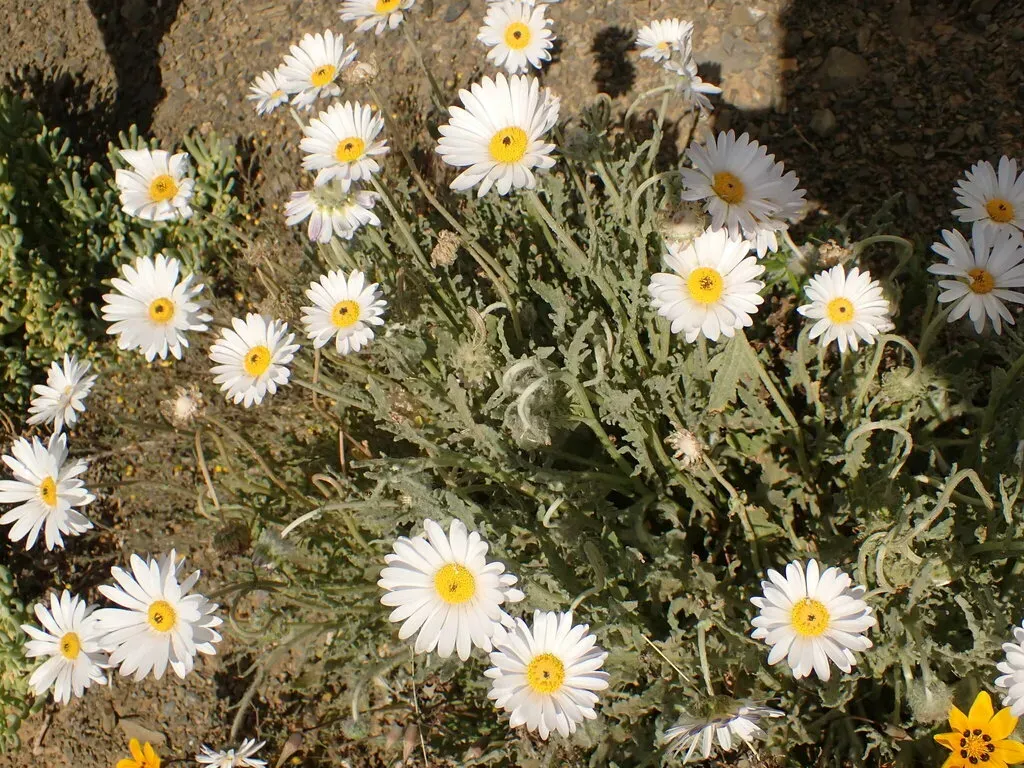 Karoo African Daisy