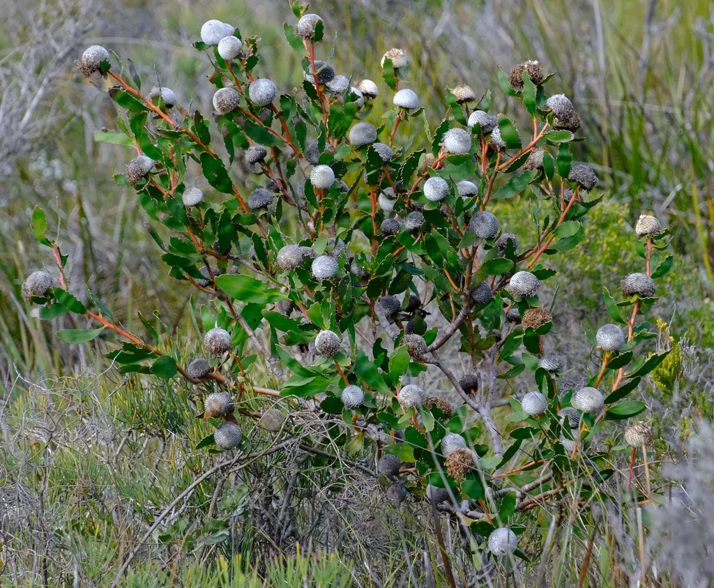Isopogon Cuneatus