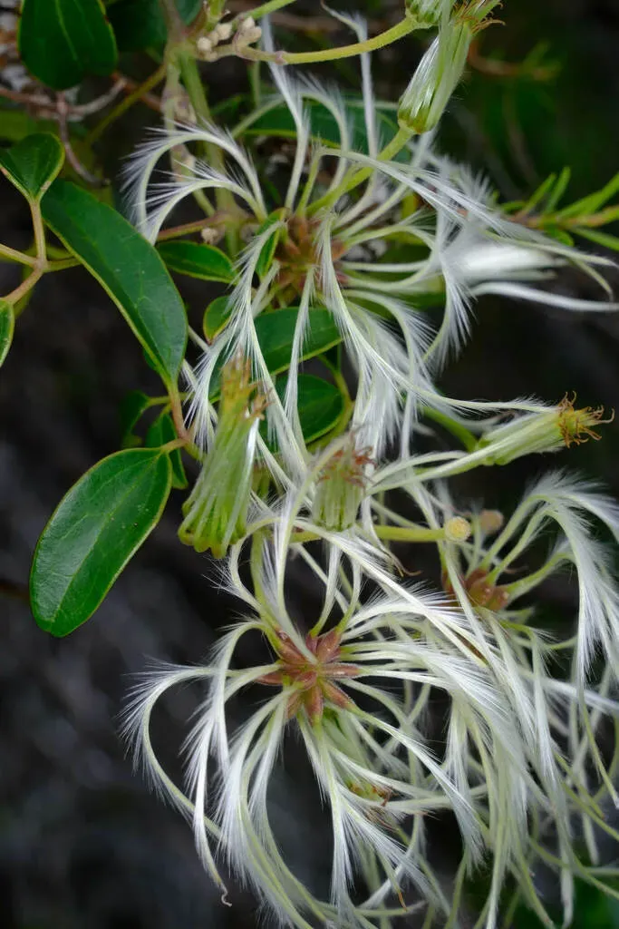 Common Clematis