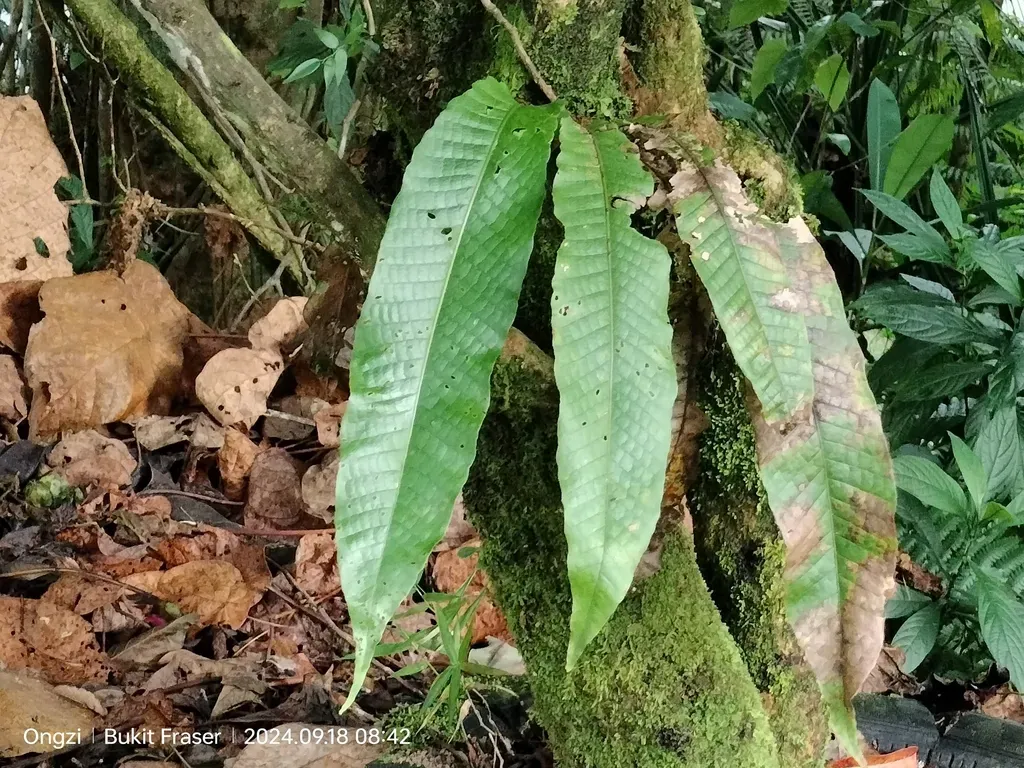 Microsorum Membranaceum