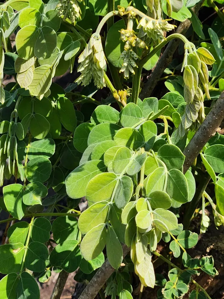 Poison-pod False-thorn