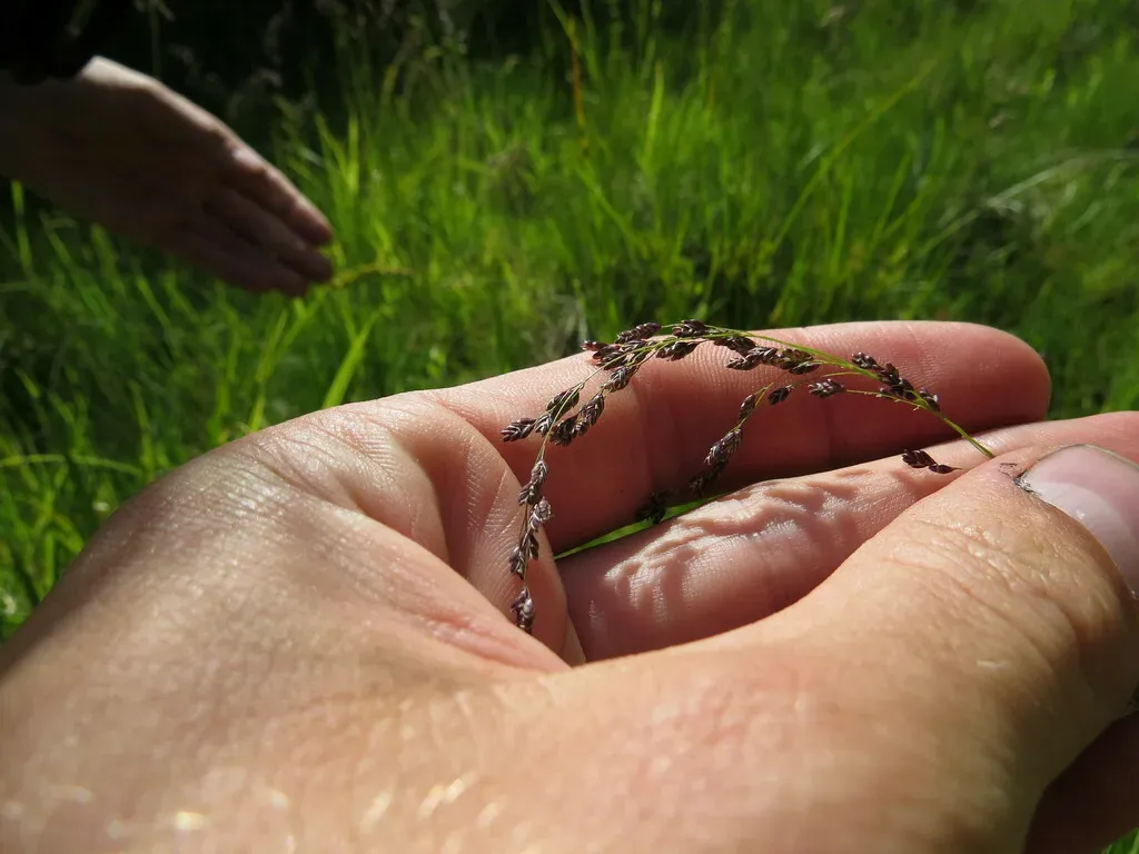 Tufted Tall Mannagrass