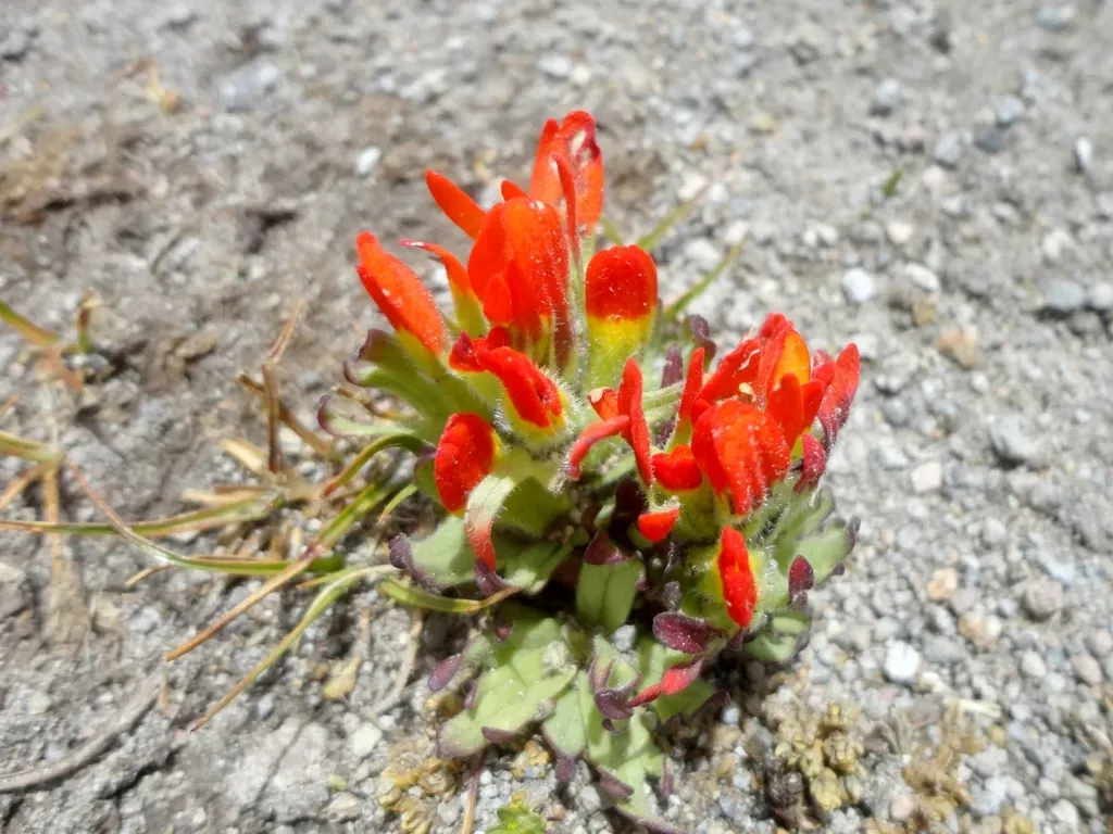 Castilleja Tolucensis