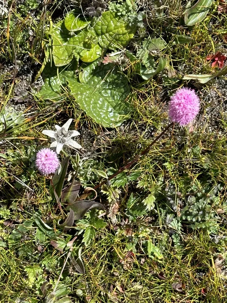 Bistorta Macrophylla