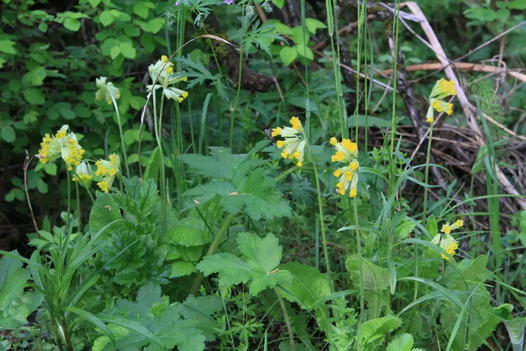 Cowslip